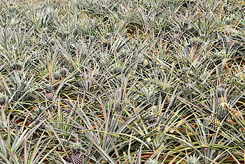 Inanasi ni igihingwa ndanga Karere ka Ngoma